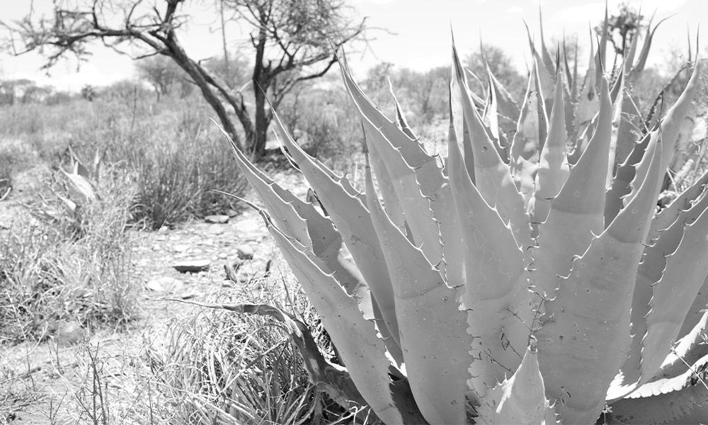 Maguey Spirits