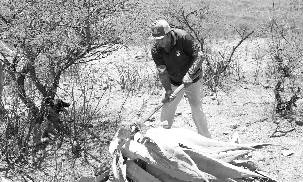 Balandra Capital invests in Maguey Spirits